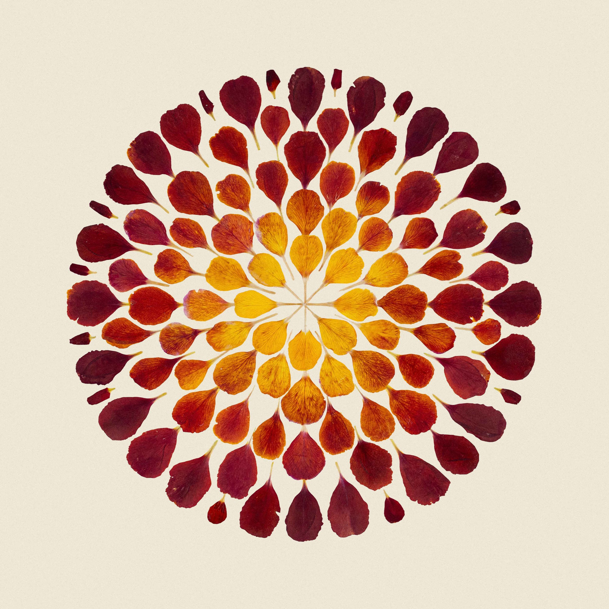 FS-030_Scope_Erysimum-Embers_Lores.jpg
