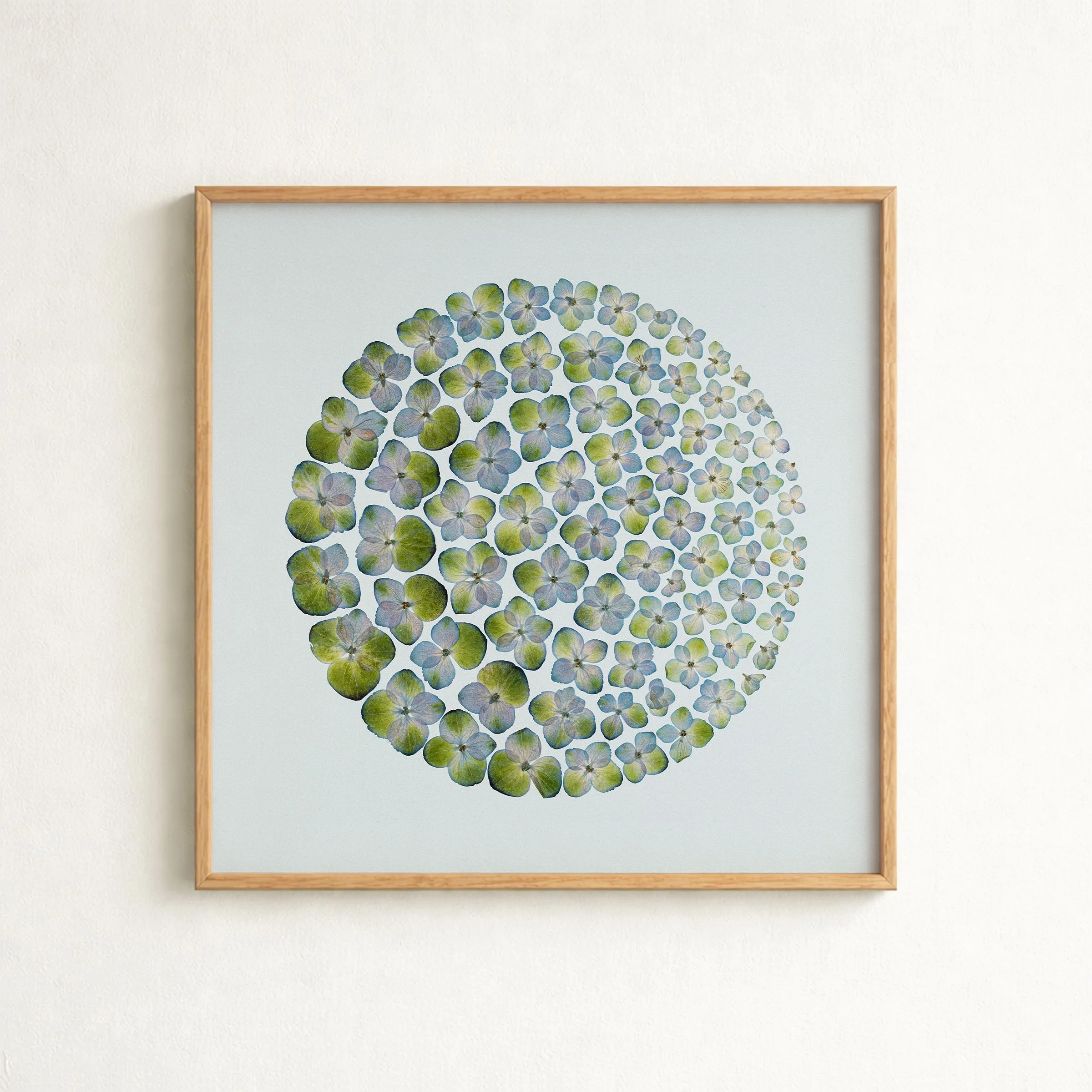 Hydrangea Drift — Print