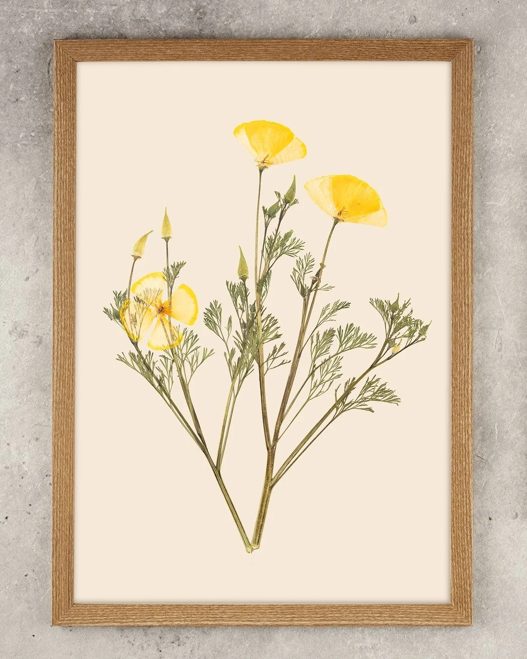 California poppies collected at Burlish Top Nature Reserve &mdash; reclaimed ground, once landfill. 
 
A place where native flora and garden escapees like this one grow together. 
 
Pressed specimens, gathered for Wyre Forest District Council. 
 
. 
