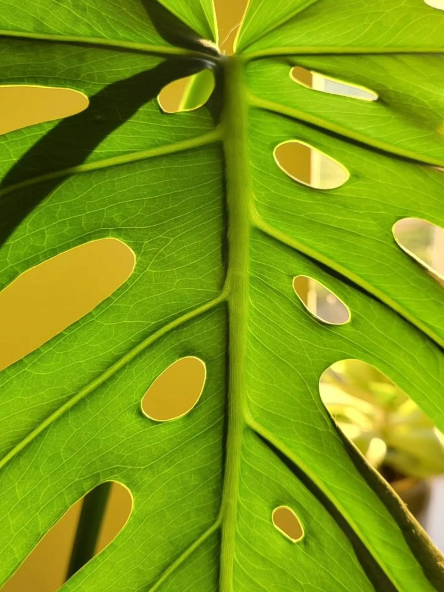 Winter sun backlighting luminous veins.