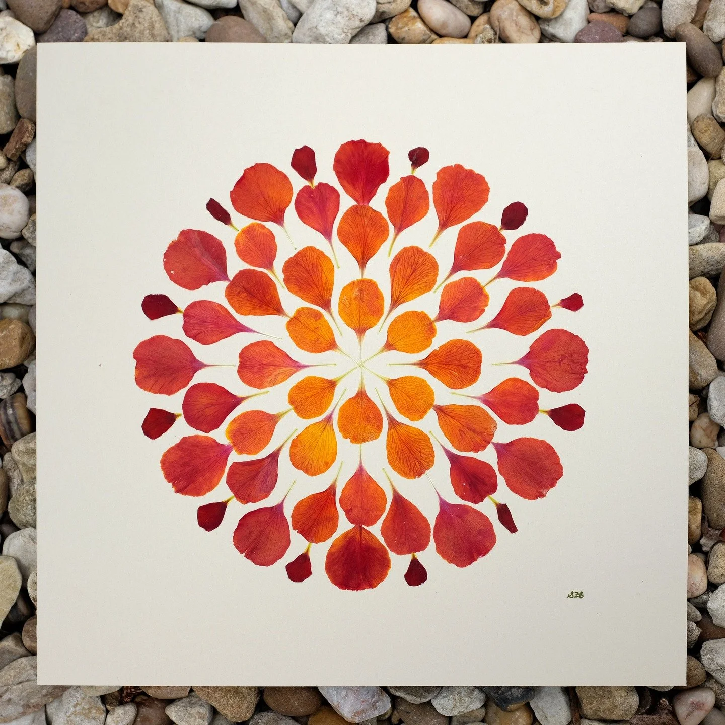 'Erysimum embers'

Botanical: Erysimum cheiri 'Fire King'

From a wallflower I grew from seed 8 months ago, then gathered in spring and pressed into a kaleidoscope of ember petals. 

The humble wallflower carries the connotation of quietly existing a