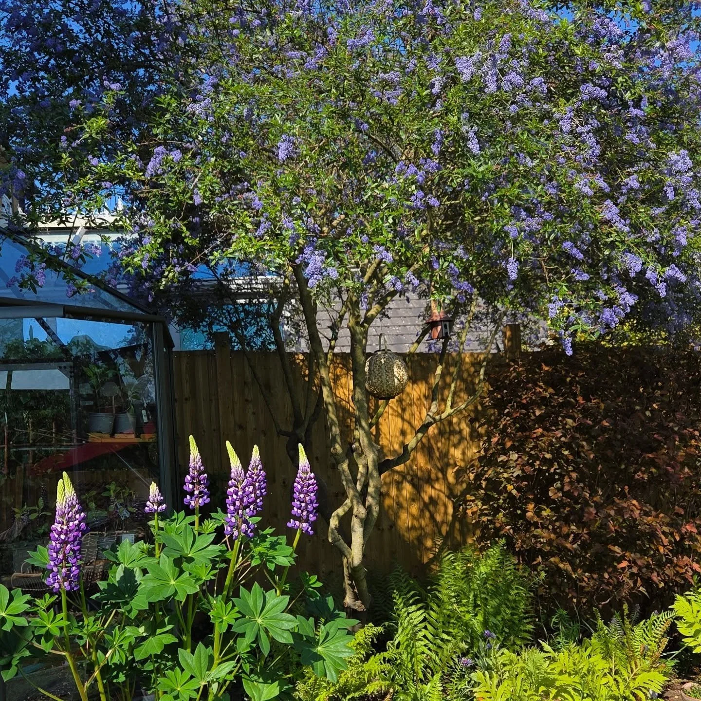Have leaned hard into the purples this spring and am completely delighted by the gestalt of it. Save for purchasing 1 x Delphinium 'King Arthur' a few years back, the individual plants pictured have been the result of years of ~propagation~ by divisi