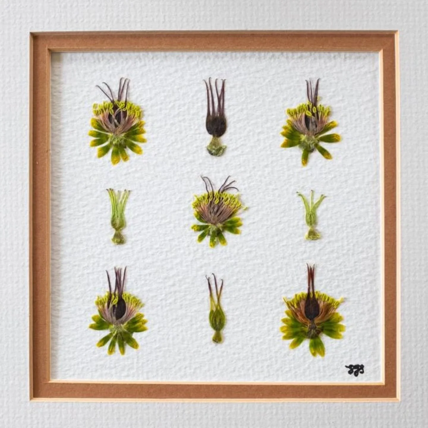 'Hellebore core study' 

So hellebores are completely fascinating botanically and present some strange and beautiful adaptations given they flower in winter and thrive when almost nothing else does. For example, most people don't know that the colour