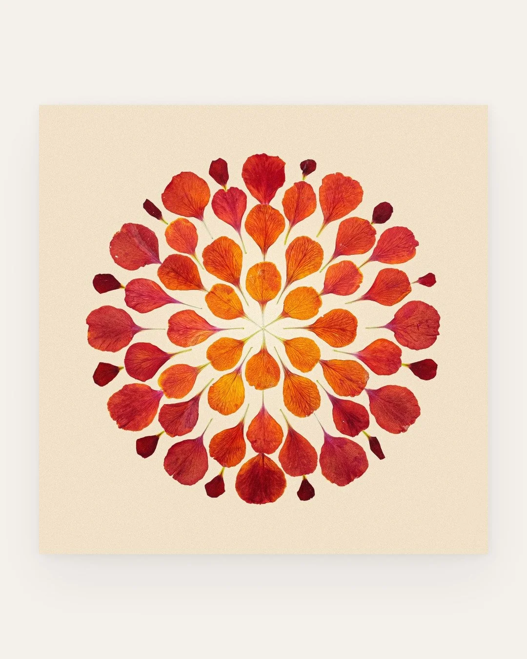 &lsquo;Erysimum embers&rsquo;  

Botanical: Erysimum cheiri 'Fire King'
Series: Scope

.
.
.
.
#botanicalart #botanicalartist #pressedflowers #pressedbotanicals #flowerpressing #natureinspiredart