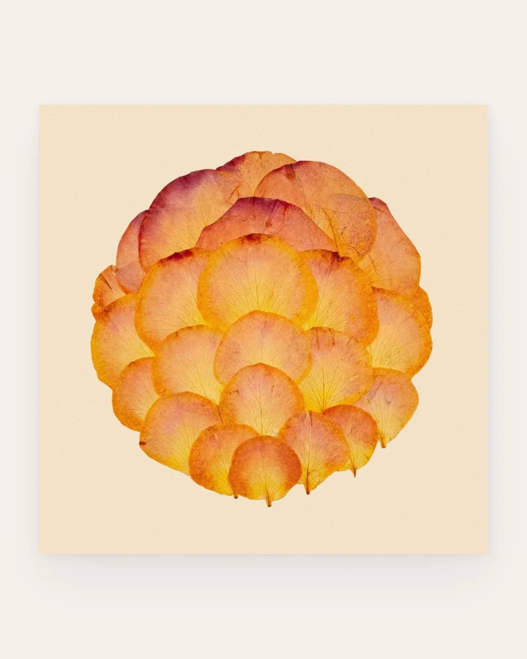 &lsquo;Sol rose&rsquo;

Botanical: Hybrid tea rose 
Series: Scope
.
.
.
.
#botanicalart #botanicalartist #pressedflowers #pressedbotanicals #flowerpressing #natureinspiredart