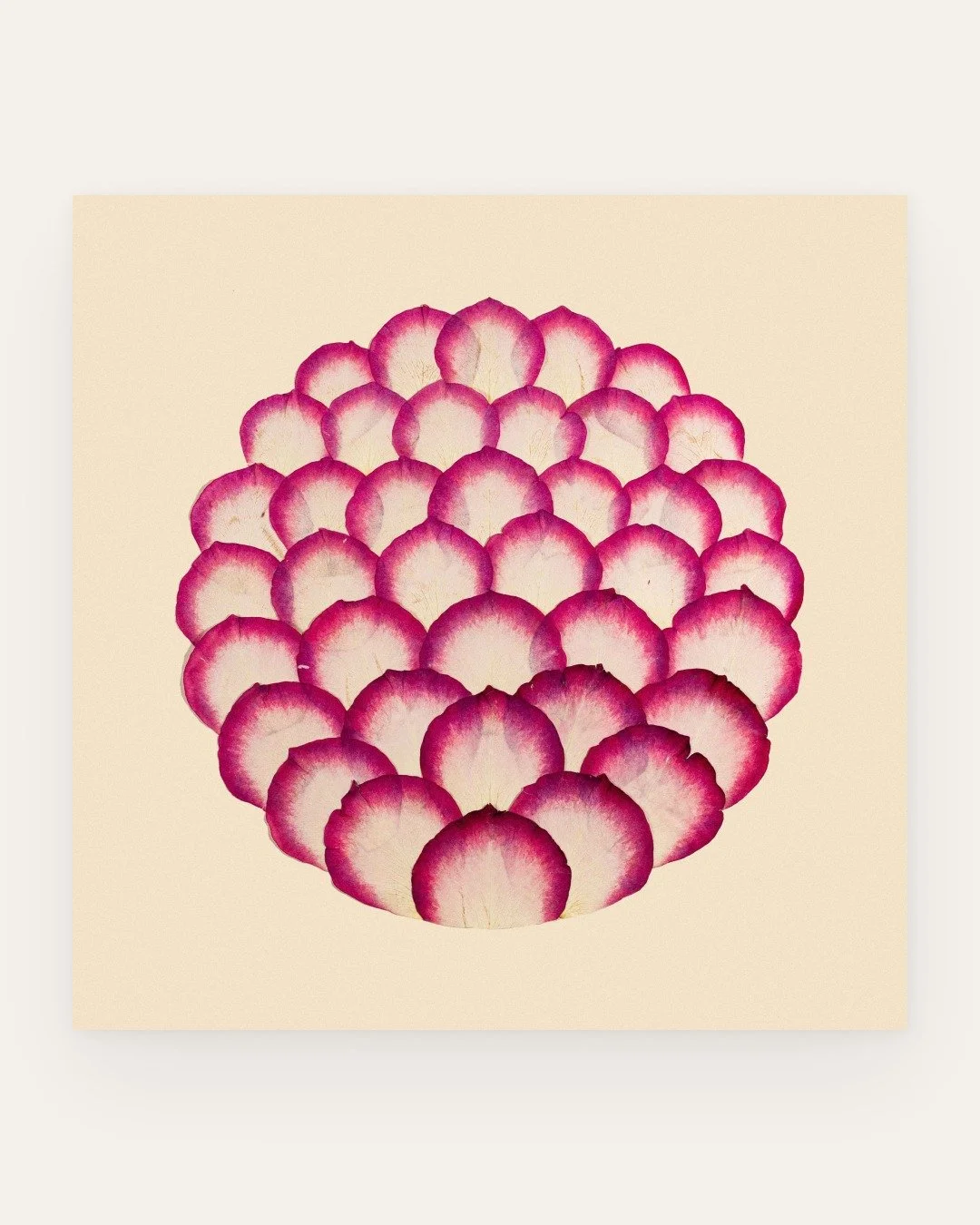 'Sweetness rose' 

Botanical: Rosa &lsquo;Sweetness&rsquo;
Series: Scope

Featuring picotee gradients, where deep pink anthocyanin pigments concentrate at the edges of otherwise cream petals.

.
.
.
.
.

#botanicalart #botanicalartist #pressedflowers