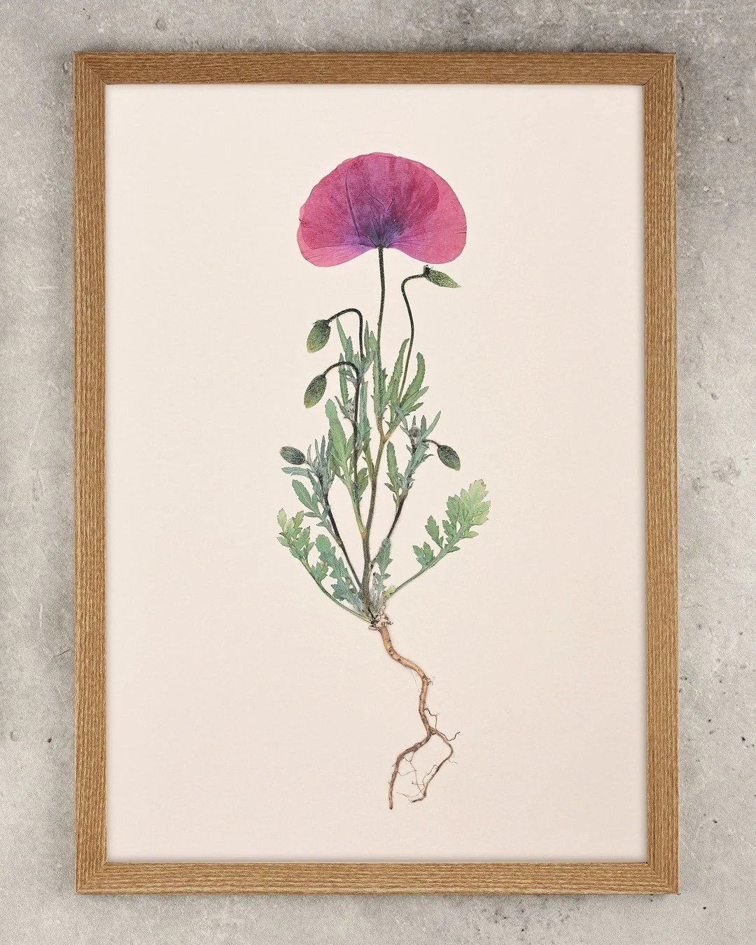 Common poppies collected at Burlish Top Nature Reserve &mdash; from an area that was once landfill but is now reclaimed ground.

A place where wild plants and 'garden escapees' grow together. :) 

Pressed specimens, gathered for Wyre Forest District 