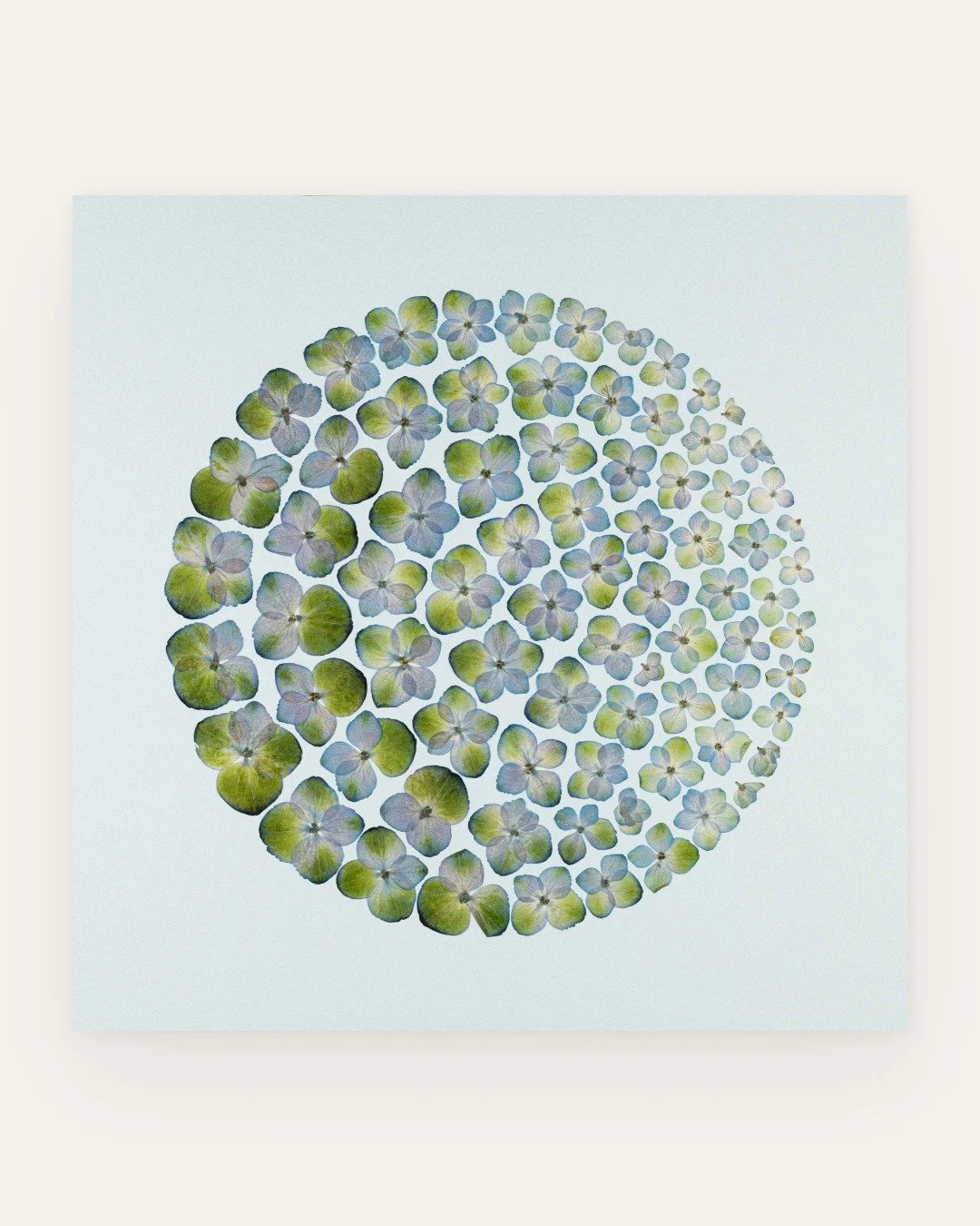 &lsquo;Hydrangea drift&rsquo;

Botanical: Hydrangea macrophylla
Series: Scope

These large, showy structures we associate with hydrangeas are actually sepals - colourful modified leaves that protect and support the flower, but in this case also multi