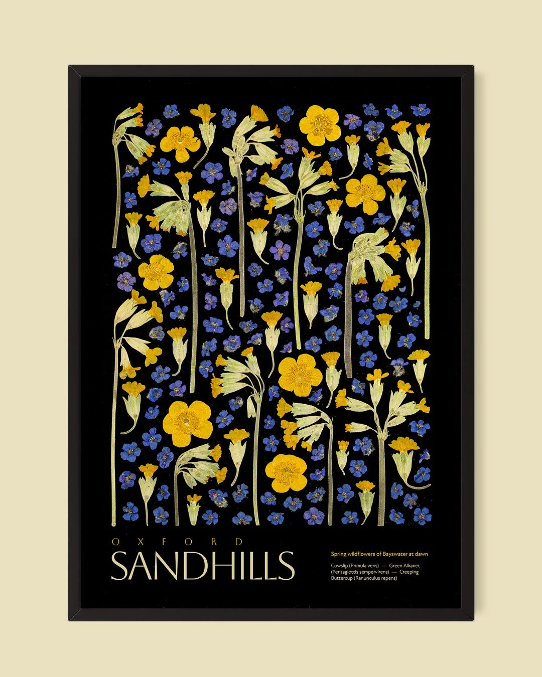 &lsquo;Sandhills&rsquo;

Botanical: Cowslip (Primula veris) &middot; Green Alkanet (Pentaglottis sempervirens) &middot; Creeping Buttercup (Ranunculus repens)
Series: Habitat
Location: Bayswater meadow, Oxford