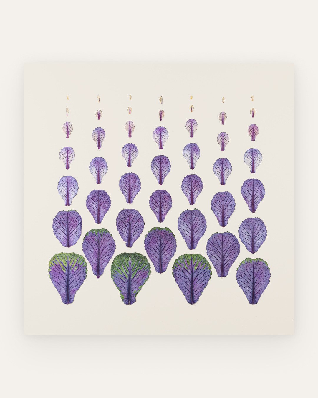 &lsquo;Brassica field&rsquo;

Botanical: Brassica oleracea (ornamental cabbage)

An orchard-like field of leaves, arranged in a quincunx pattern by size and colour.

From white new growth to violet protective leaves, to green productive ones &mdash; 