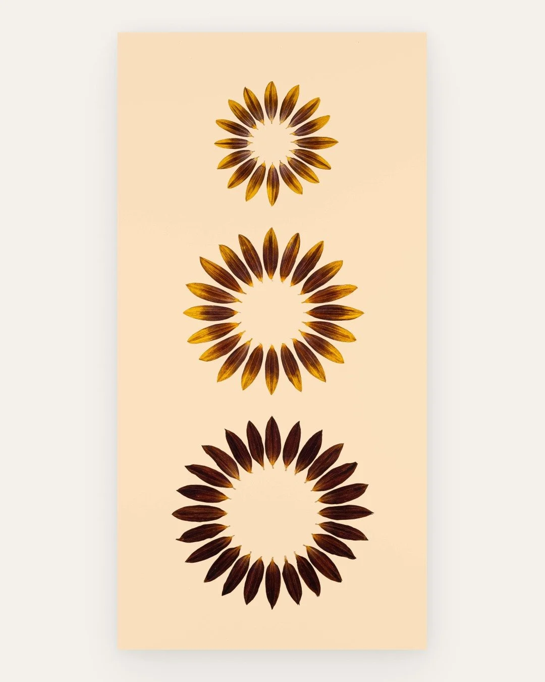 &lsquo;Sunflower Drift&rsquo;
2026

Botanical: Helianthus annuus 'Claret' F1 Hybrid'
Series: Rings

Pressed botanical material
Grown from seed, Oxford
.
.
.
.
.
#botanicalart #botanicalartist #pressedflowers #pressedbotanicals #flowerpressing #nature