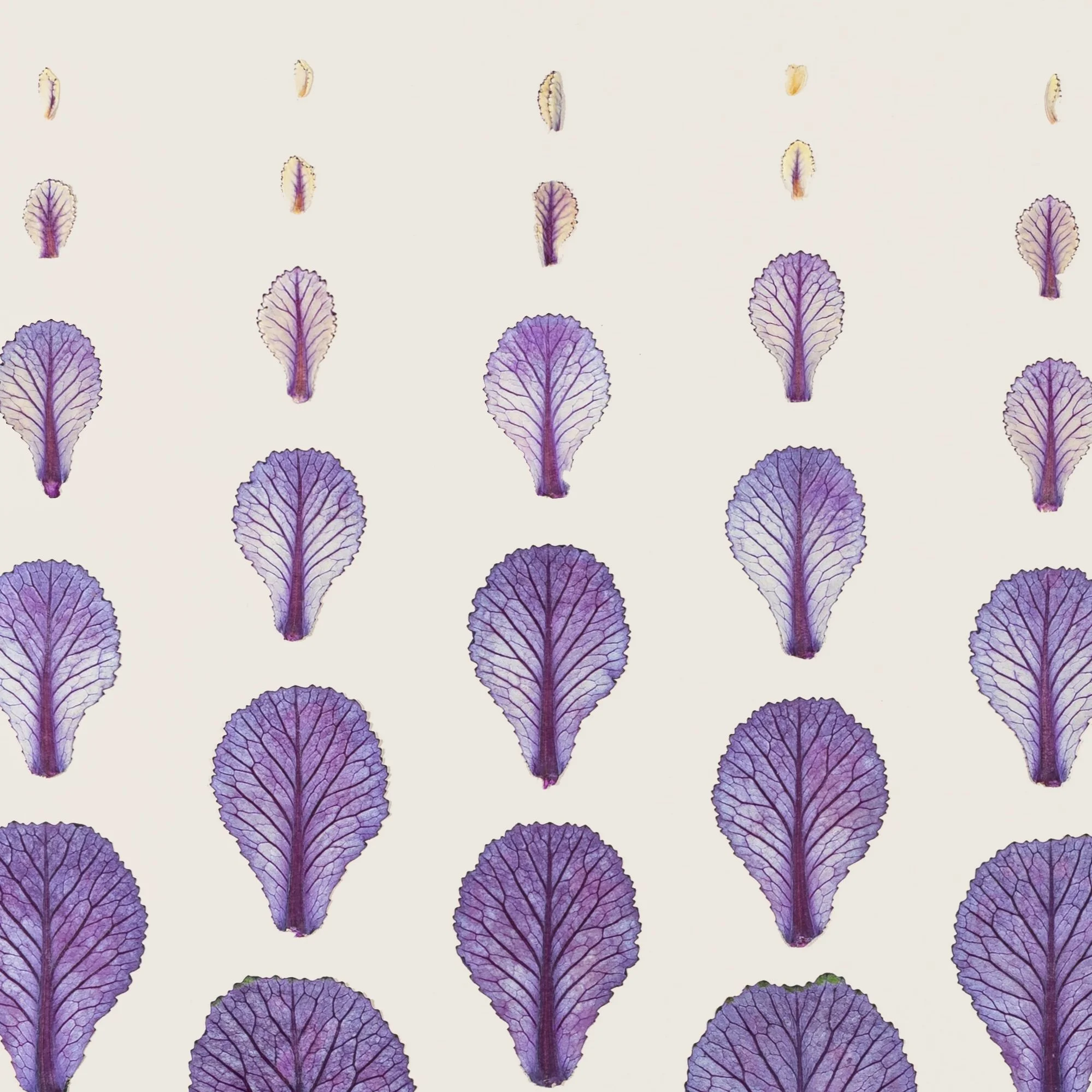 mockup-brassica-closeup.jpg