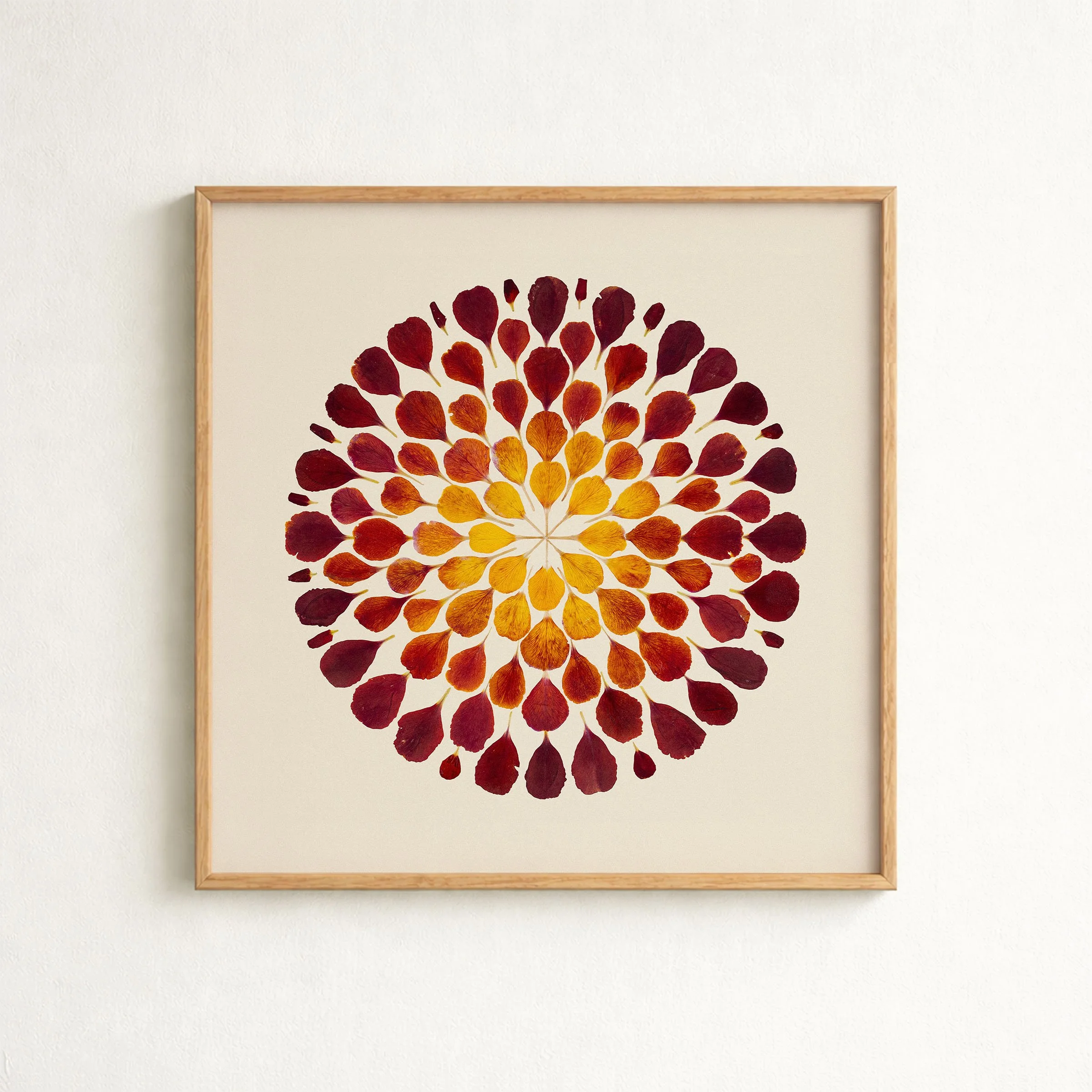 Erysimum Embers — Print