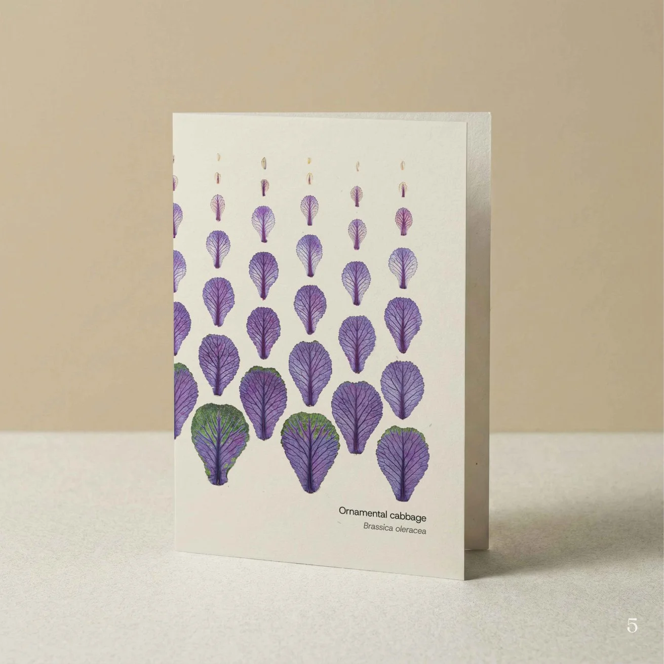 Florascopic-card-A6-5-Ornamental_cabbage.jpg