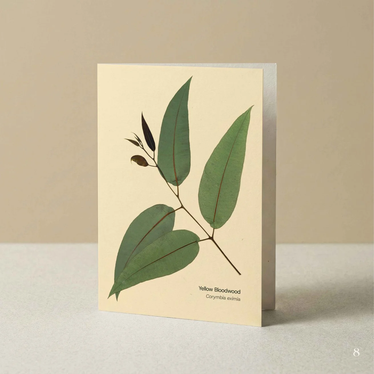 Florascopic-card-A6-8-Bloodwood.jpg