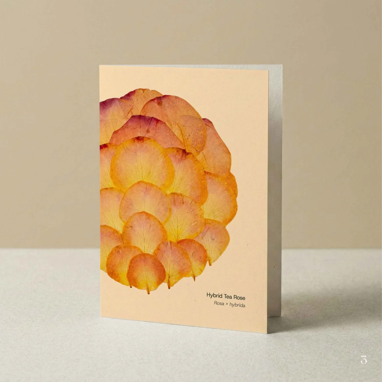 Florascopic-card-A6-3-Yellow_rose.jpg