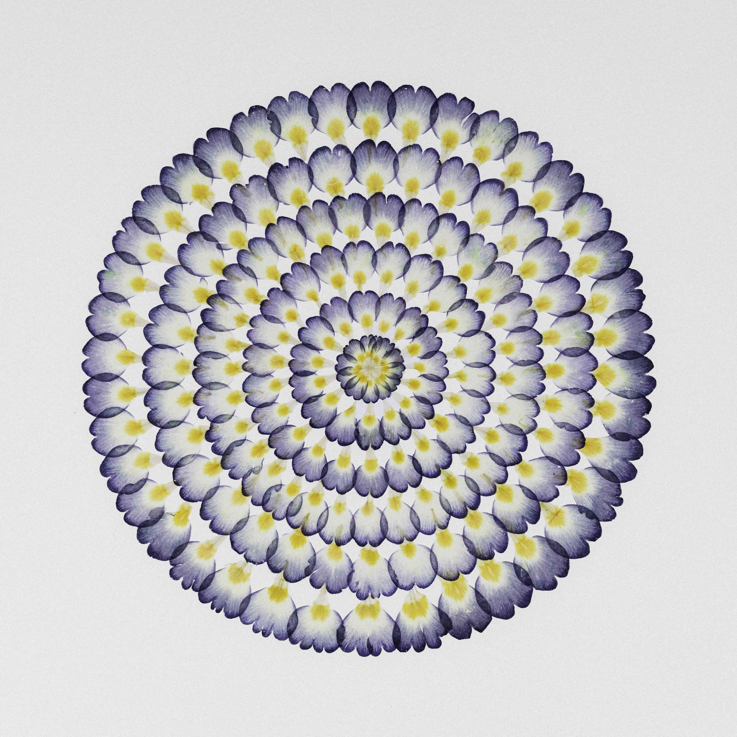 FS-029_Primrose-Ripples_Lores.jpg