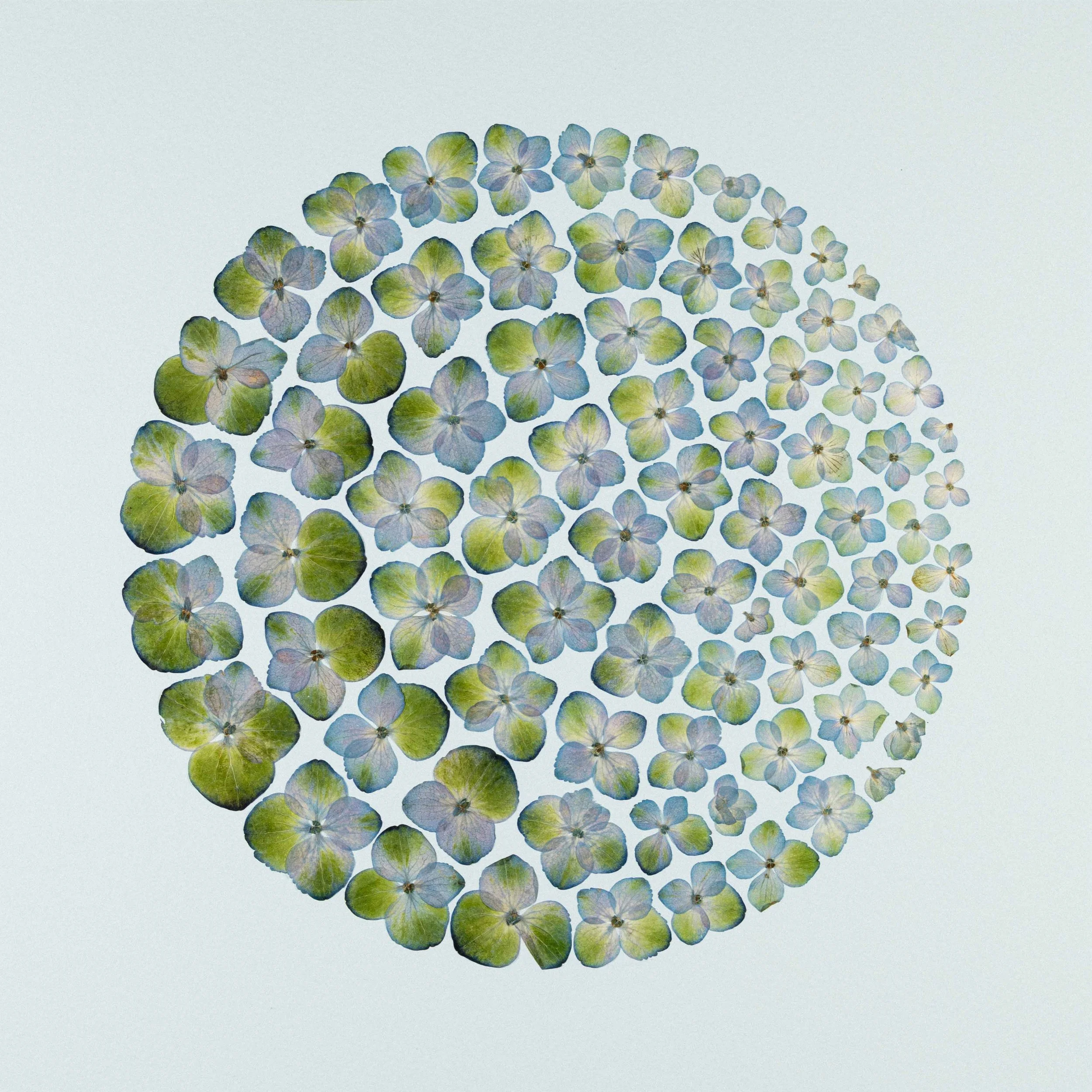 FS-020_Hydrangea-Drift_Lores.jpg