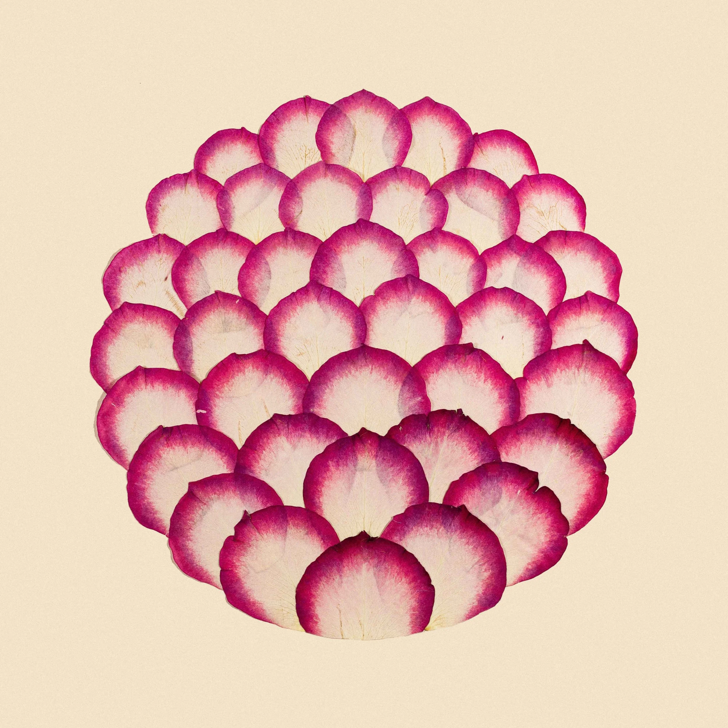 FS-019_Scope_Sweetness-rose-lores.jpg