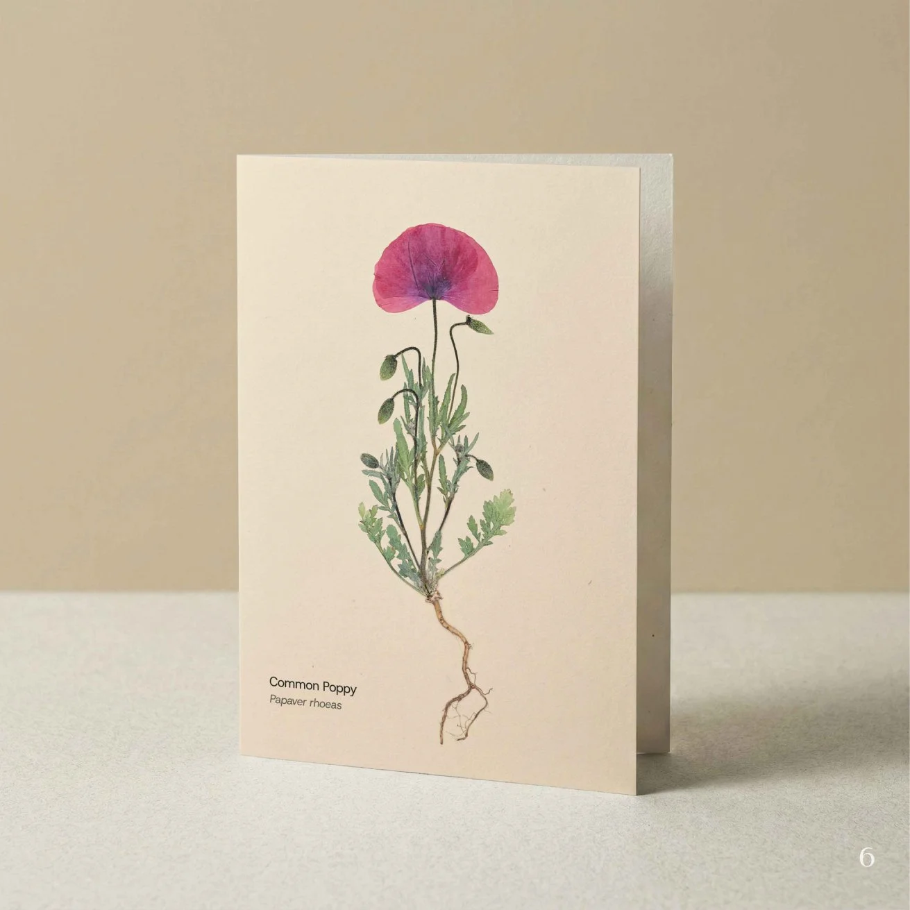 Florascopic-card-A6-6-Common_poppy.jpg