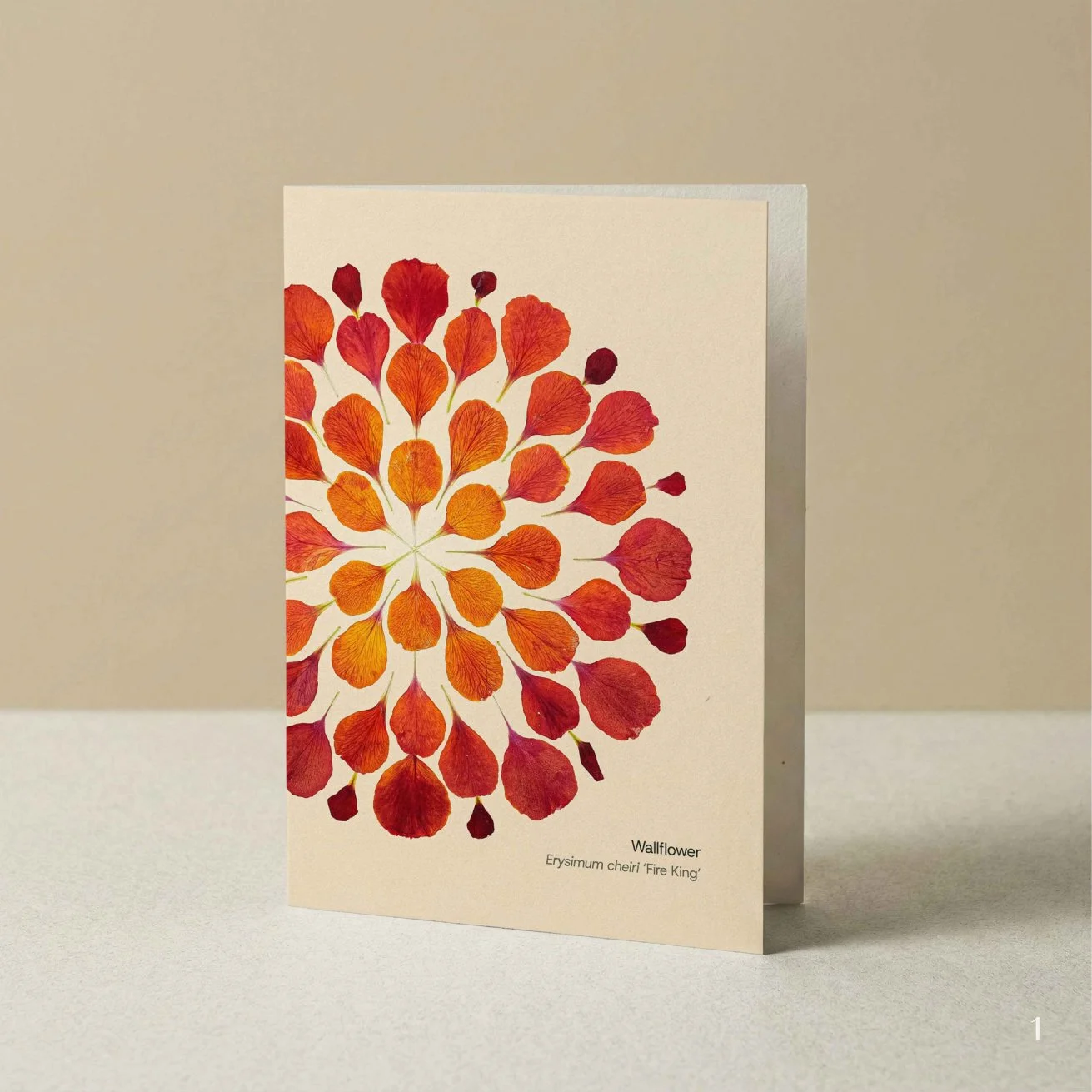 Florascopic-card-A6-1-Wallflower.jpg