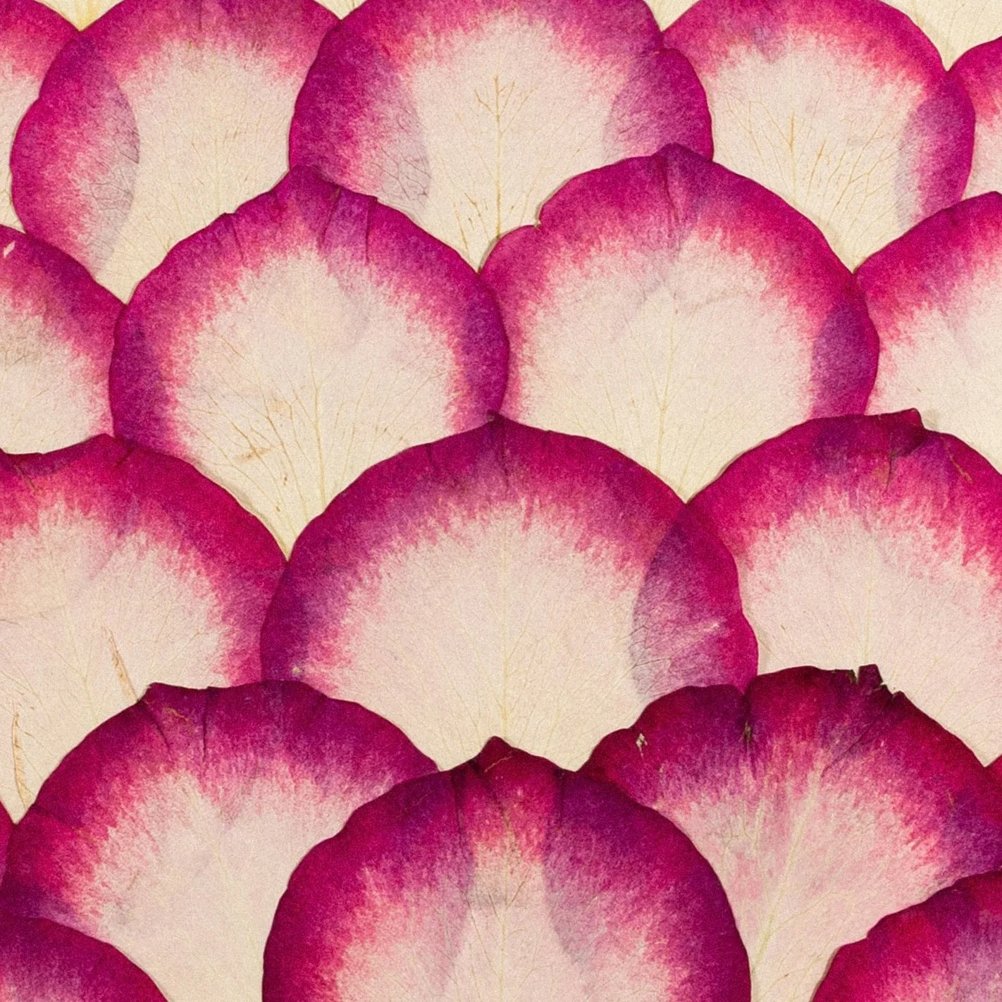mockup-sweetness-close.jpg