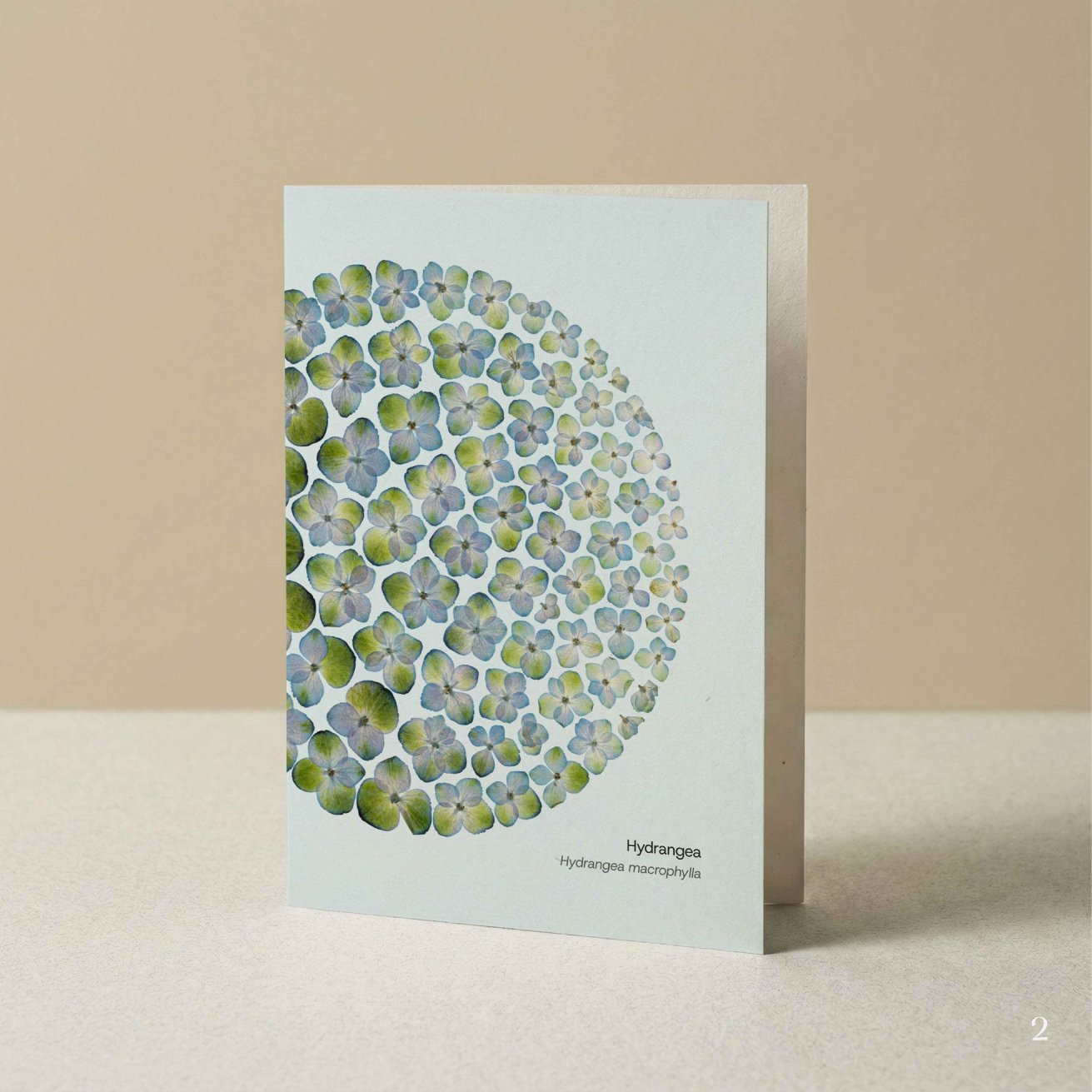 Florascopic-card-A6-2-Hydrangea.jpg