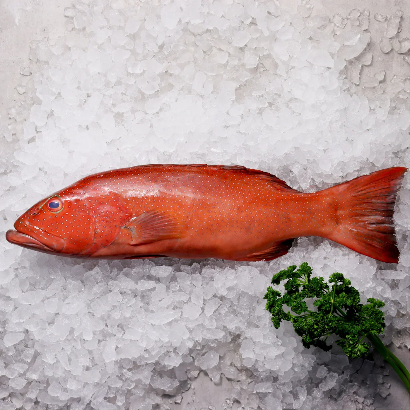 Buy premium wild-caught Coral Trout from the Great Barrier Reef. Freshly landed, processed immediately and delivered direct from the boat. Sustainably caught by line fishing.