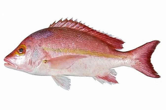 Hussar (Coral Sea Perch) - Fillets - 350gm