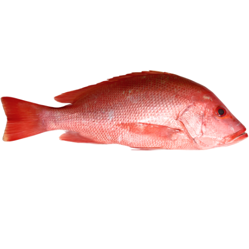 Fresh, premium, Saddletail Snapper, commonly known as Large Mouth Nannygai, caught on the outer reefs of the Great Barrier Reef — sustainably line caught,  ikejime, bled and immediately iced for premium quality.