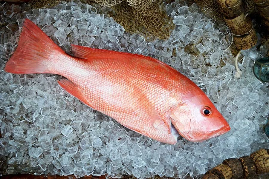 Saddletail Snapper - Whole - 8 kg