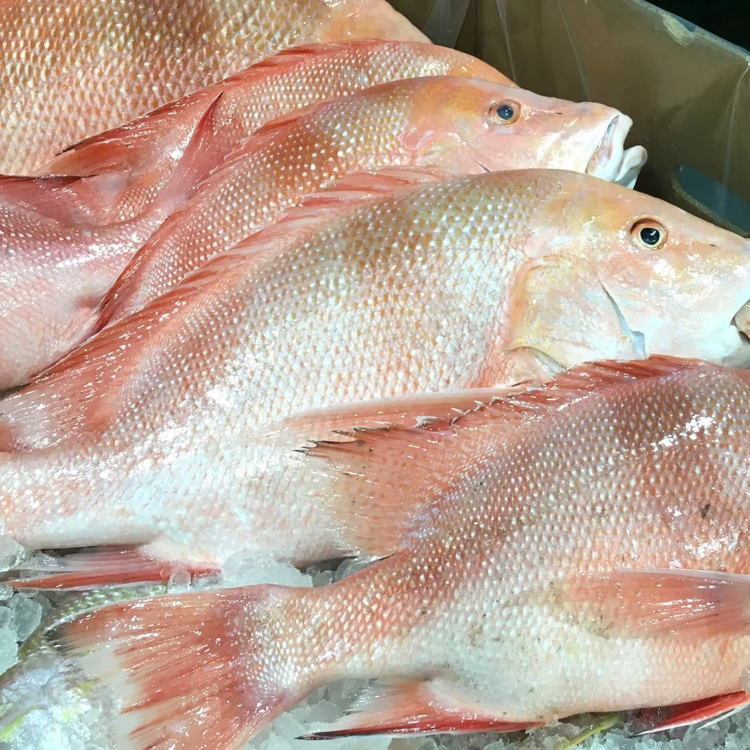 Red Emperor - Whole - Gilled & Gutted - 1 kg