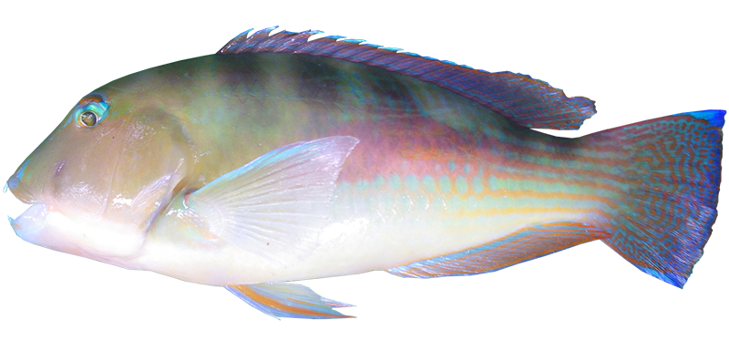 Blue Tuskfish - Fillets - 350gm