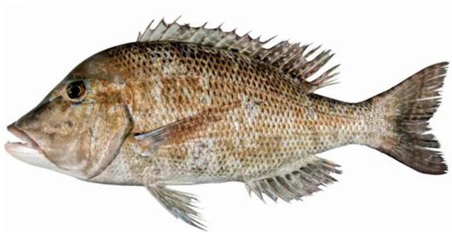 Grass Emperor - Whole - 1 kg