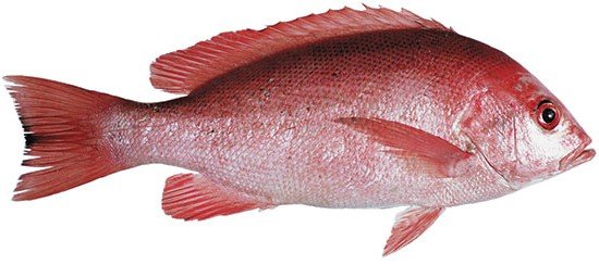 Fresh, premium, Crimson Snapper, commonly known as Small Mouth Nannygai, caught on the outer reefs of the Great Barrier Reef — sustainably line caught,  ikejime, bled and immediately iced for premium quality.