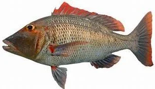 Red Throat Emperor - Whole - Gilled & Gutted - 1 kg