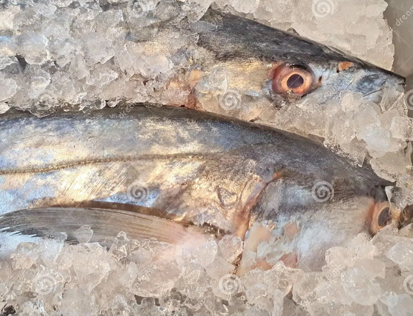 Spanish Mackeral - Fillets - 1kg