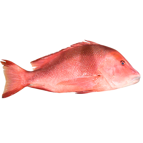 Fresh, premium, Red Emperor caught on the outer reefs of the Great Barrier Reef — sustainably line caught,  ikejime, bled and immediately iced for premium quality.
