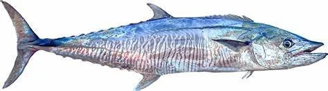 Fresh, premium, Spanish Mackeral, caught on the outer reefs of the Great Barrier Reef — sustainably line caught,  ikejime, bled and immediately iced for premium quality.