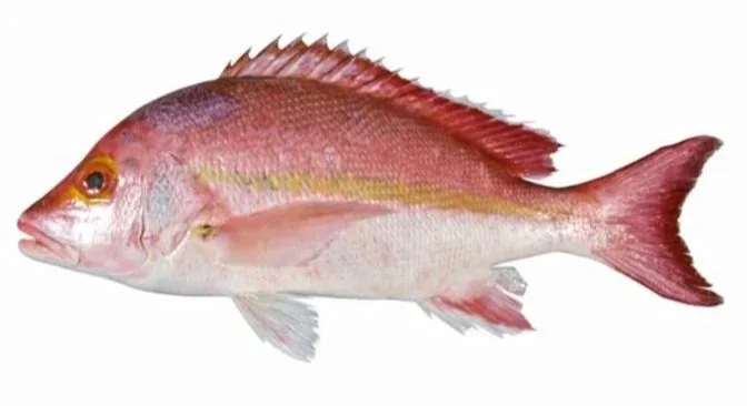 Hussar (Coral Sea Perch) - Whole - 1kg