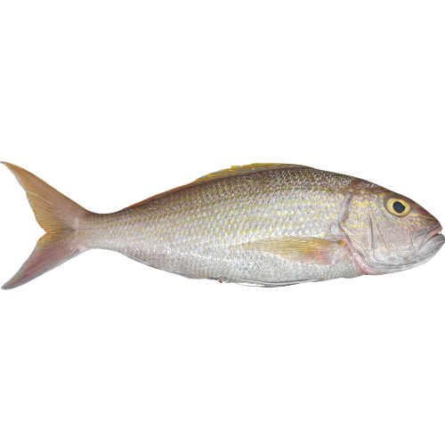 Fresh, premium, Mixed Reef fish, caught on the outer reefs of the Great Barrier Reef — sustainably line caught,  ikejime, bled and immediately iced for premium quality.