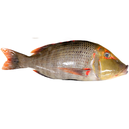 Fresh, premium, Red Throat Emperor, caught on the outer reefs of the Great Barrier Reef — sustainably line caught,  ikejime, bled and immediately iced for premium quality.