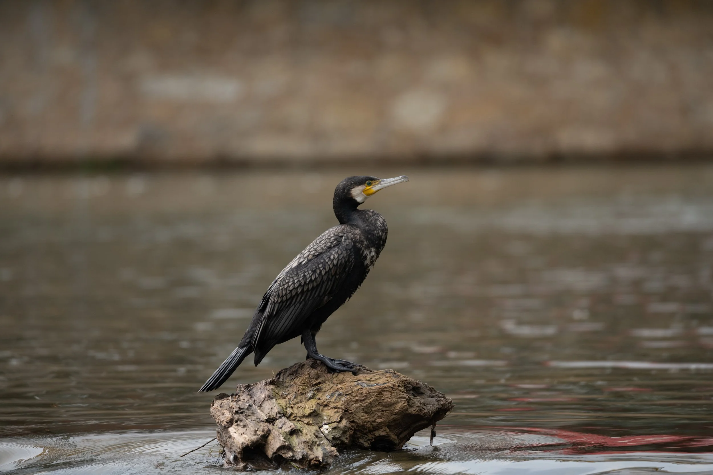 Tomar 2024 - Corvo marinho