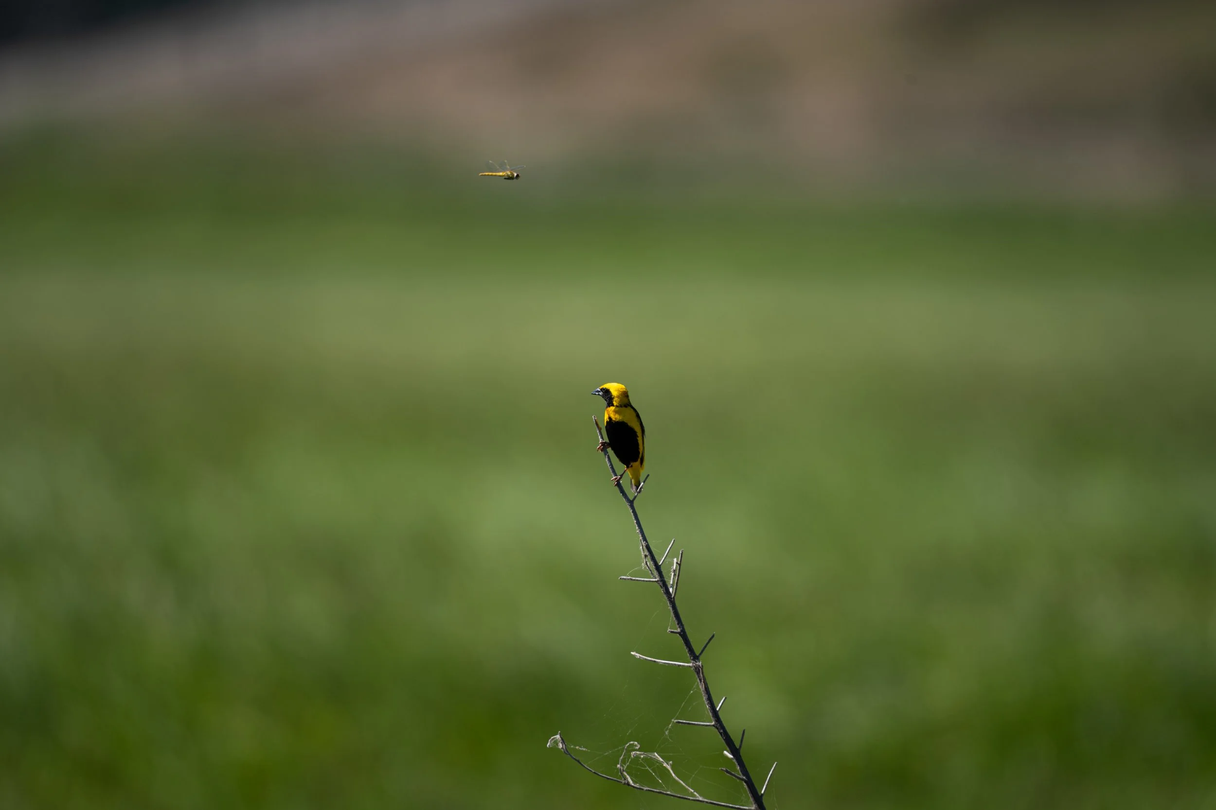 Salvaterra de Magos; COTArroz 2022 - Bispo de coroa amarela