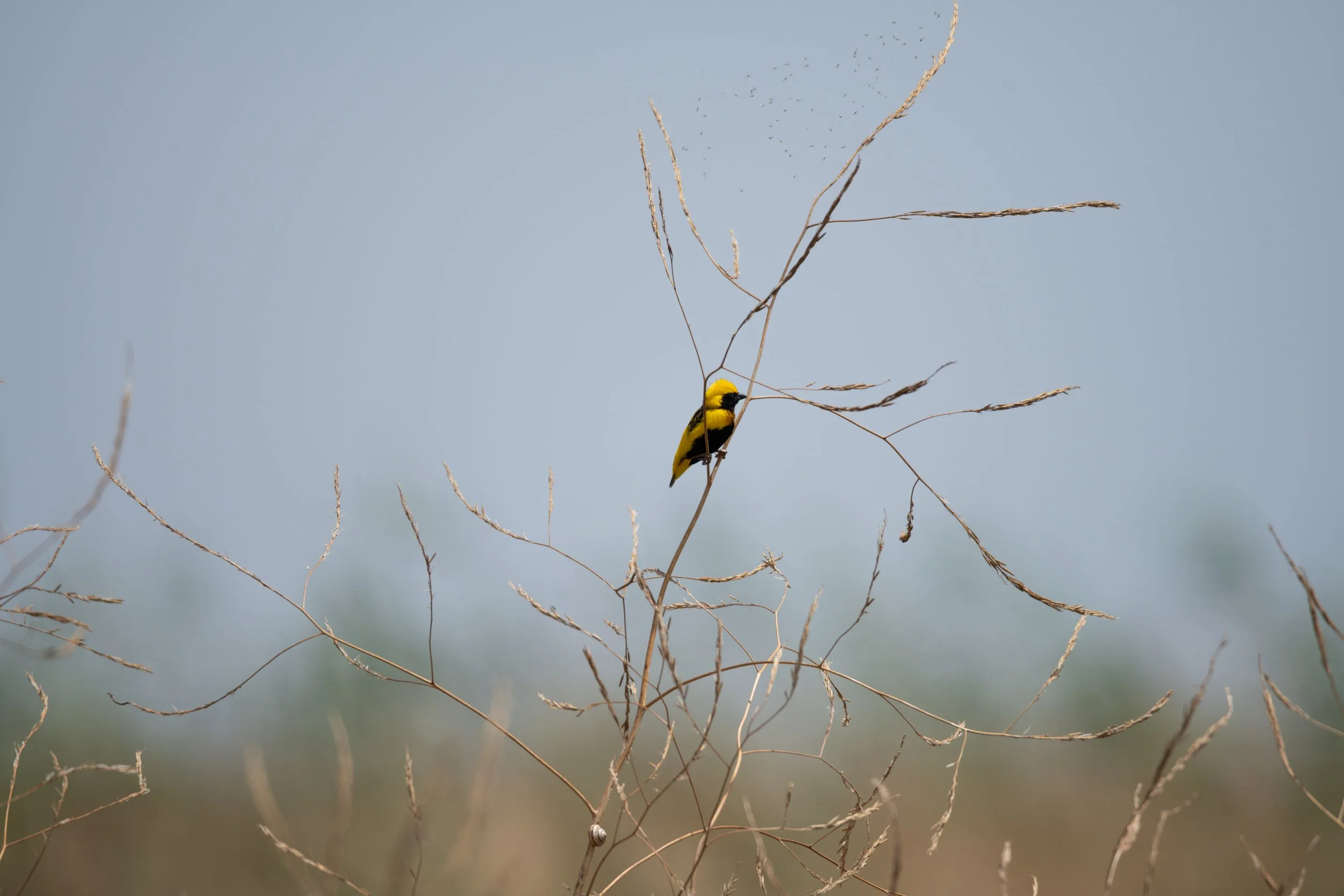 EVOA 2022 - Bispo de coroa amarela