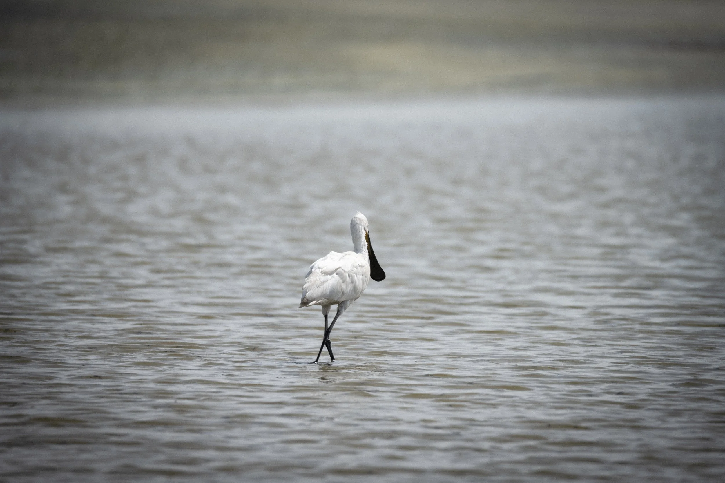 EVOA 2022 - Colhereiro