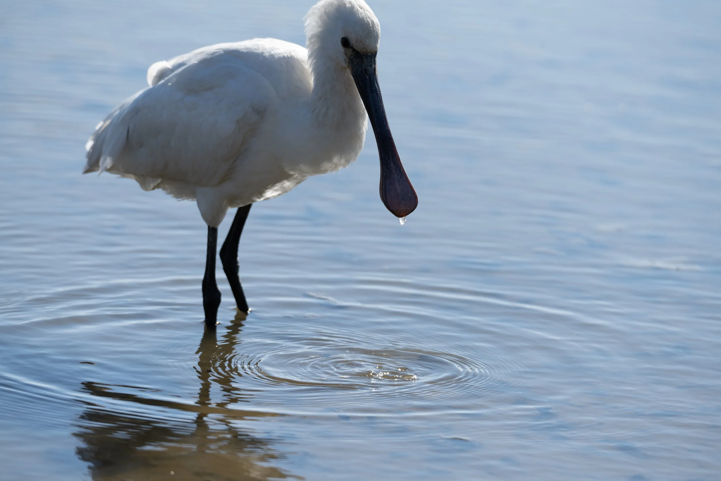 EVOA 2022 - Colhereiro