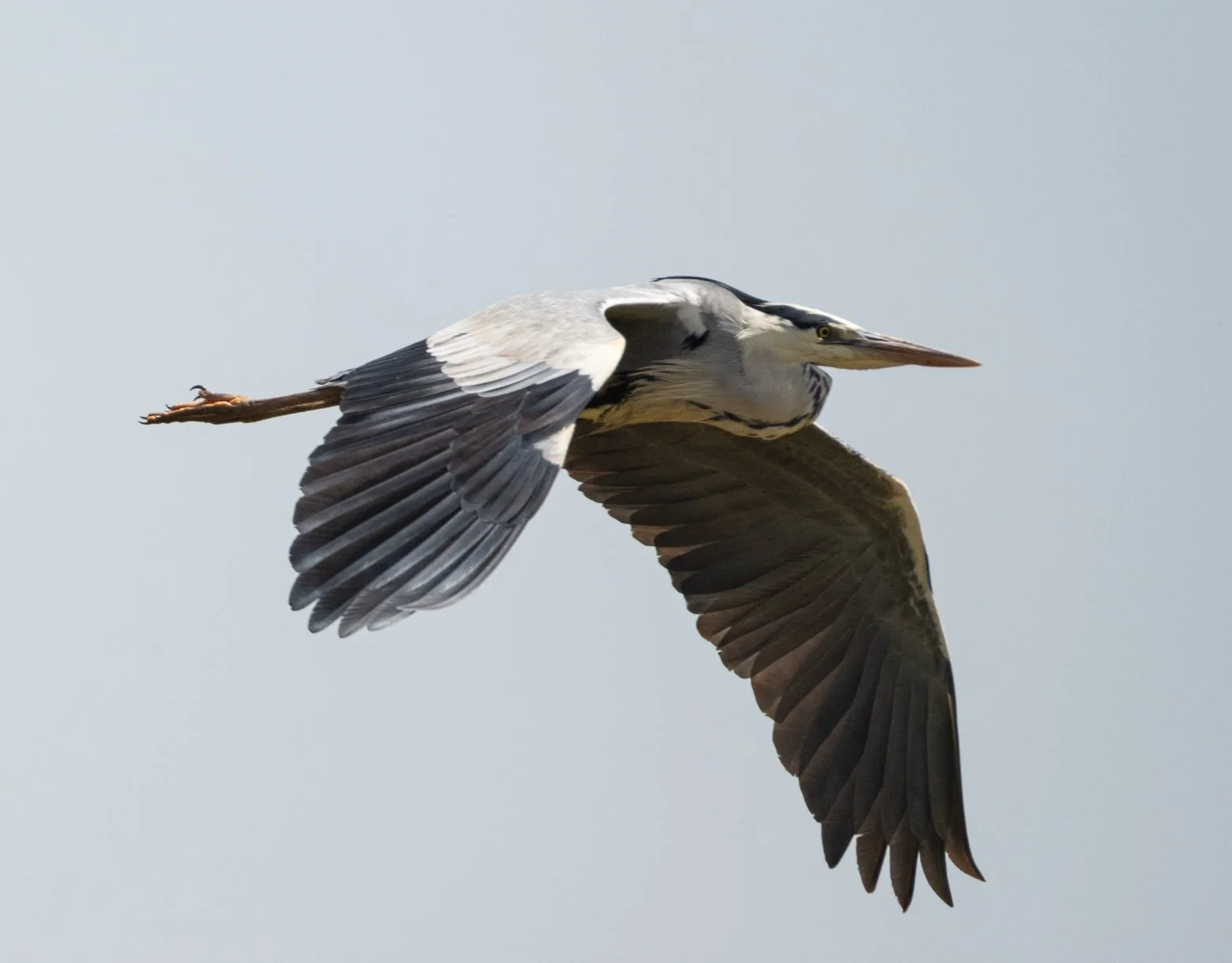 EVOA 2025 - Garça real