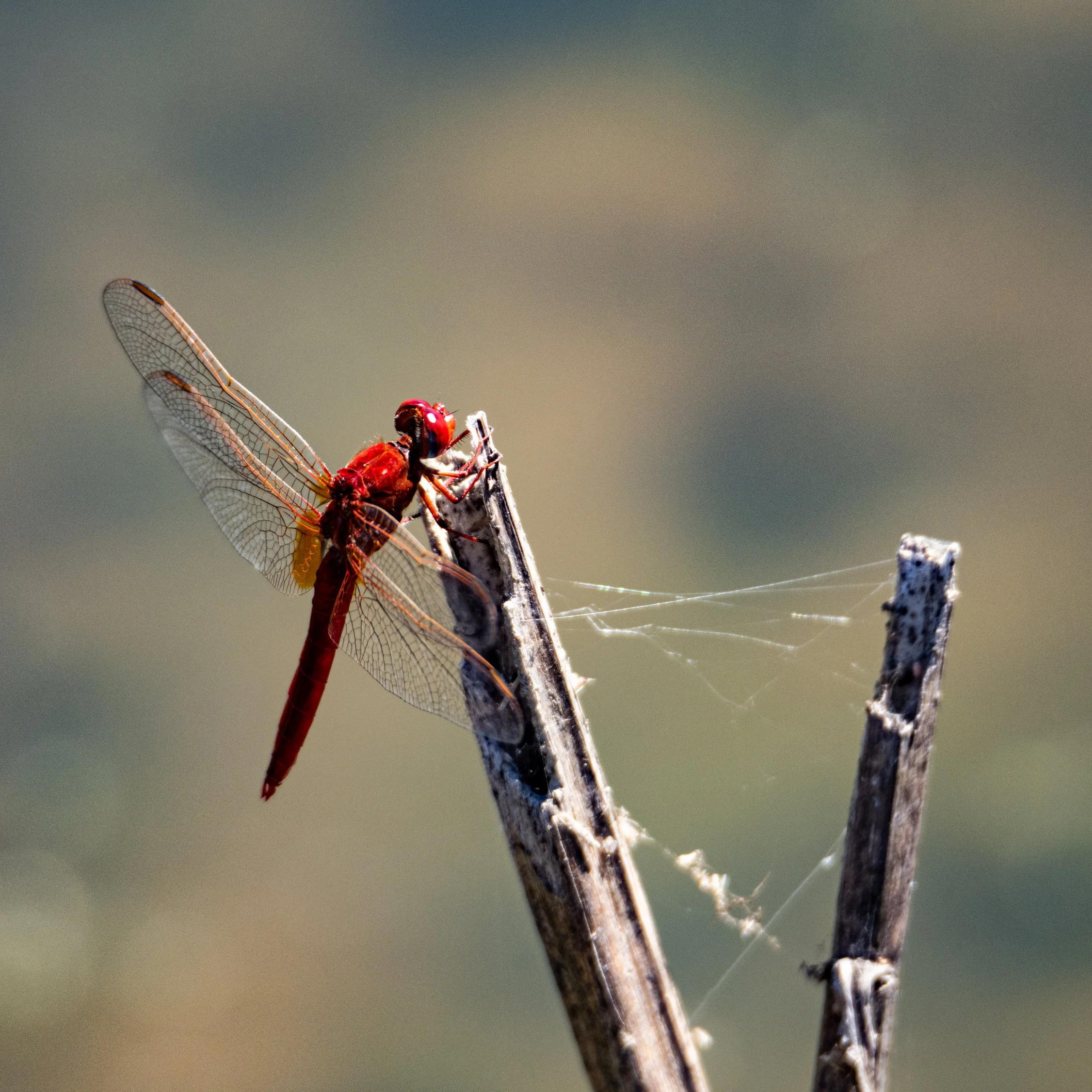 Salvaterra de Magos; COTArroz 2022 - Libélula de nervuras vermelhas