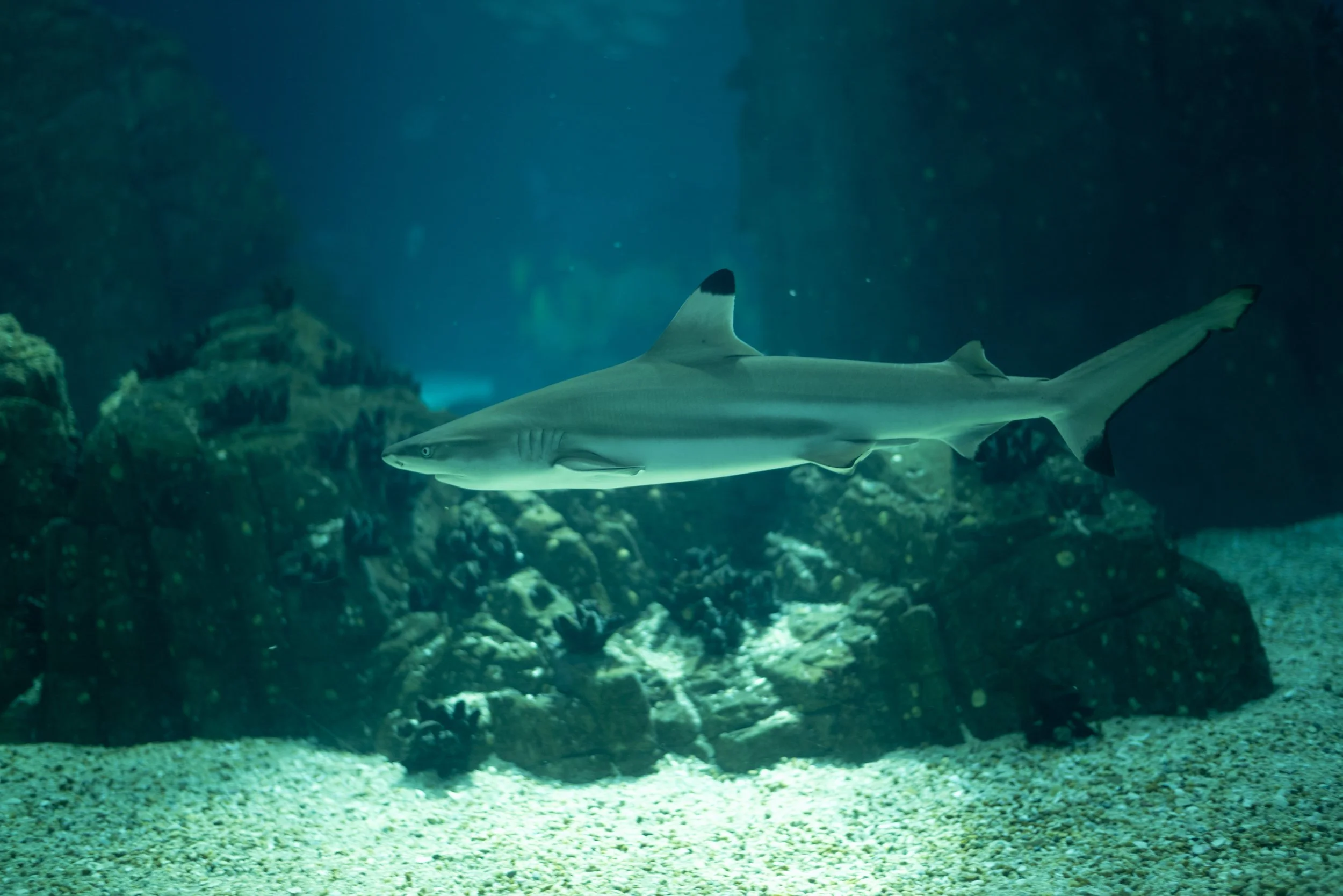 Oceanário de Lisboa 2020